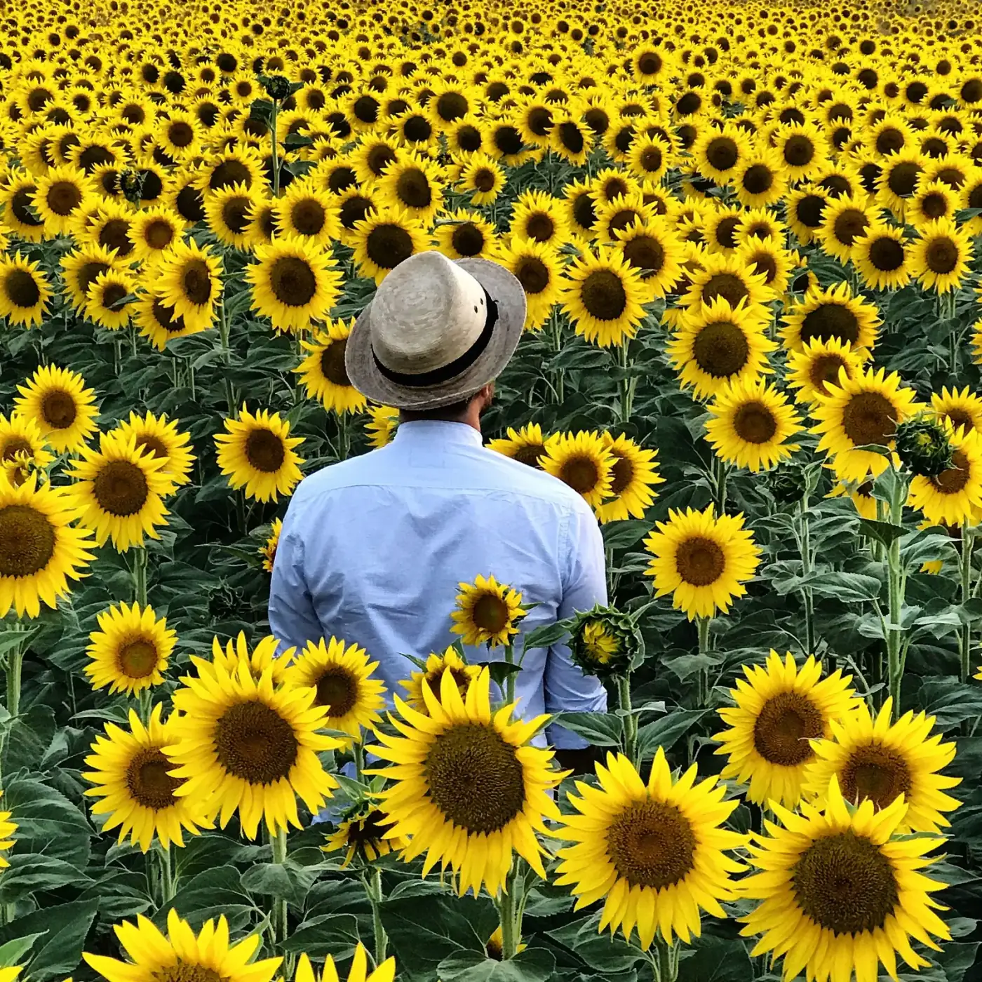 Sunflowers in the Tuscan countryside