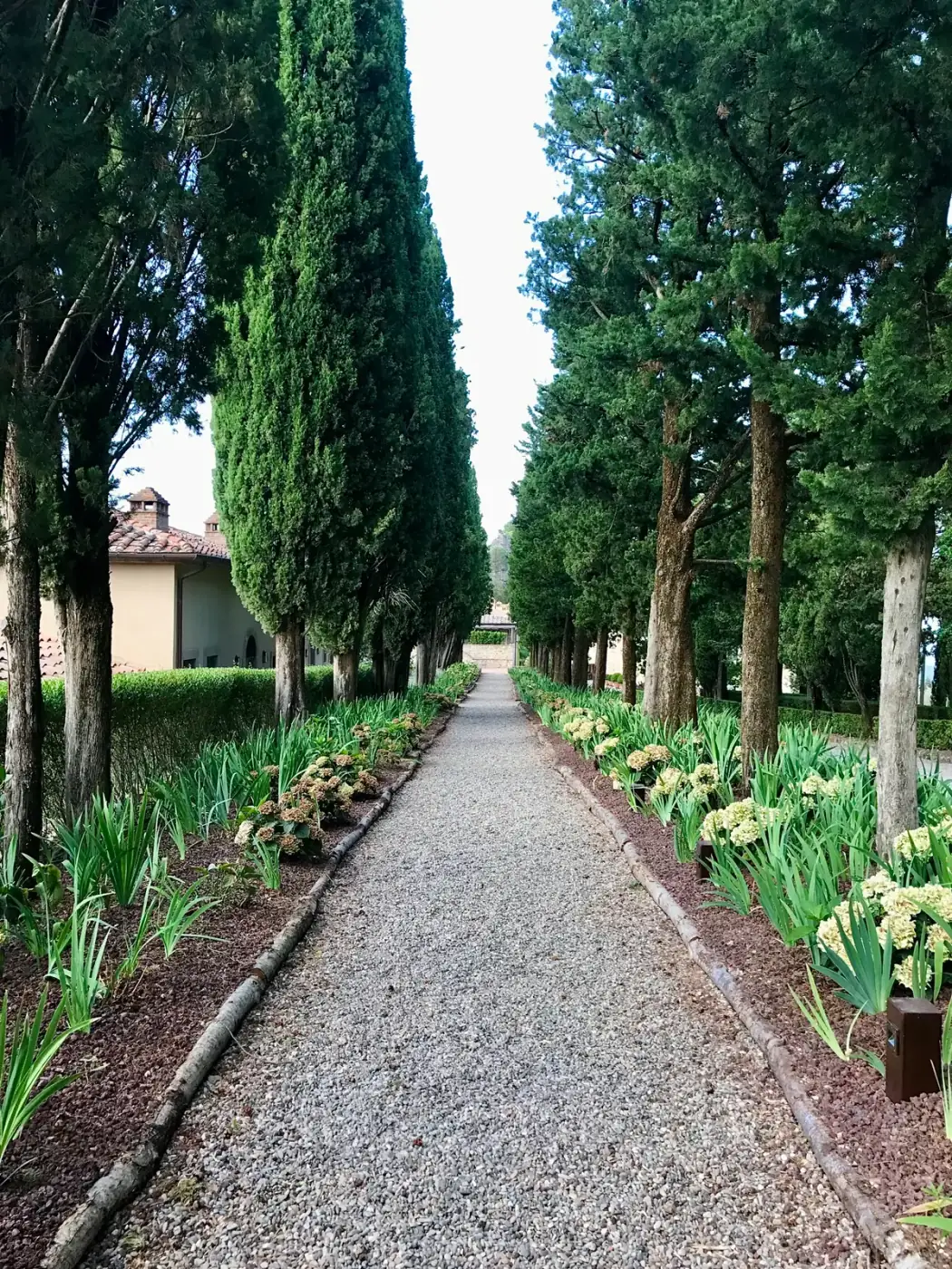 Cypress-lined road at Rosewood Castiglion del Bosco